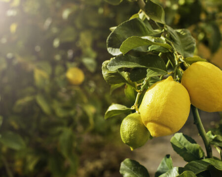 Bunch of fresh ripe lemons on a lemon tree branch in sunny garden. Bunch of fresh ripe lemons on a lemon tree branch in sunny garden.