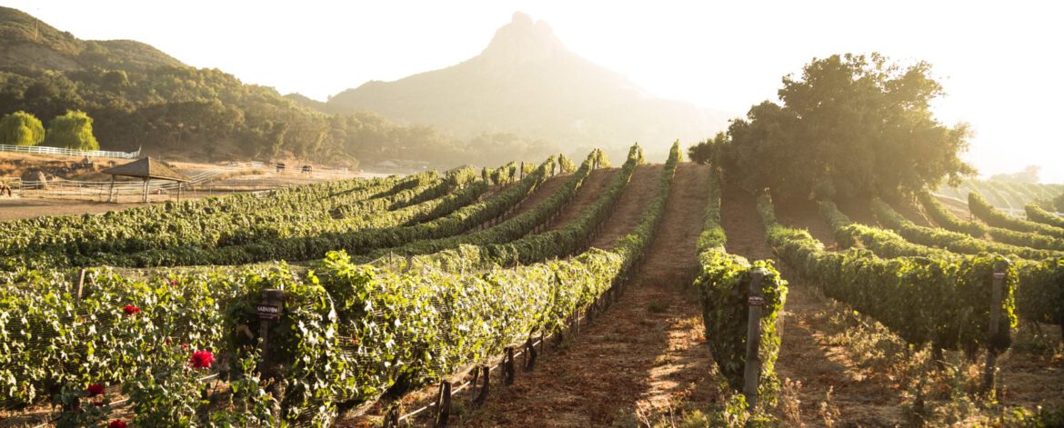 rufus-o-dea-p3Loavrv6z8-unsplash rufus-o-dea-p3Loavrv6z8-unsplash