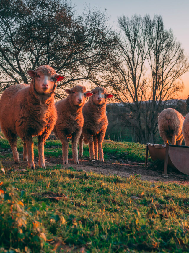 OLYMPUS DIGITAL CAMERA OLYMPUS DIGITAL CAMERA