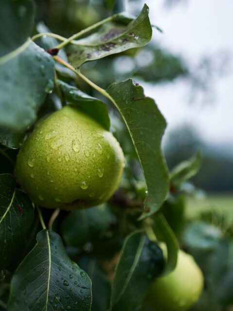 christian-holzinger-sveHkwrWNWg-unsplash christian-holzinger-sveHkwrWNWg-unsplash