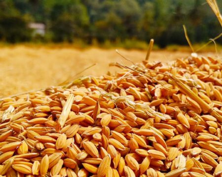 shalitha-dissanayaka-w-iVGVdZvt4-unsplash shalitha-dissanayaka-w-iVGVdZvt4-unsplash