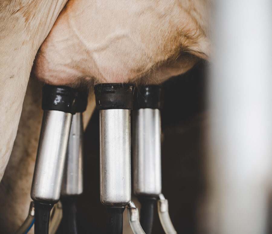 Cow milking facility and mechanized milking equipment Cow milking facility and mechanized milking equipment