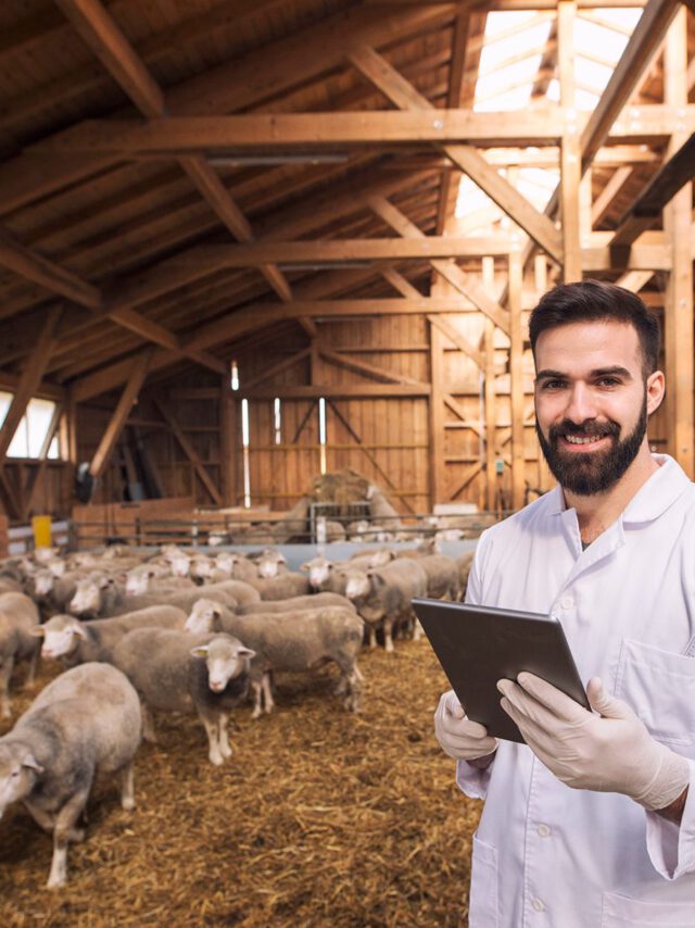 portrait-veterinarian-dressed-white-coat-with-rubber-gloves-standing-sheep-domestic-farm-edited-scaled portrait-veterinarian-dressed-white-coat-with-rubber-gloves-standing-sheep-domestic-farm-edited-scaled