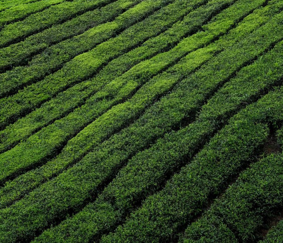 colin-roe-H1RWuPMIgBY-unsplash-scaled colin-roe-H1RWuPMIgBY-unsplash-scaled