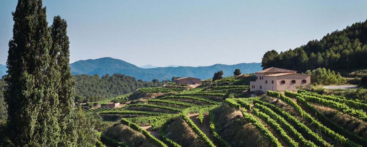summer-vineyard-sunset summer-vineyard-sunset